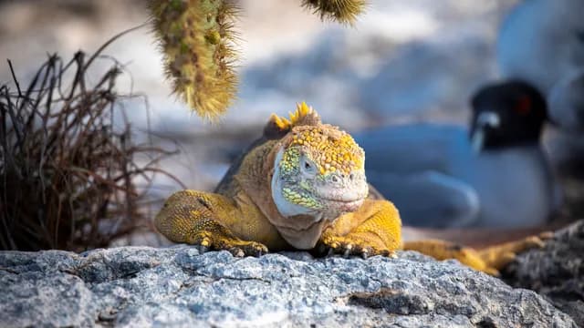 Galápagos Islands - Nine of the Best Isles plus Machu Picchu