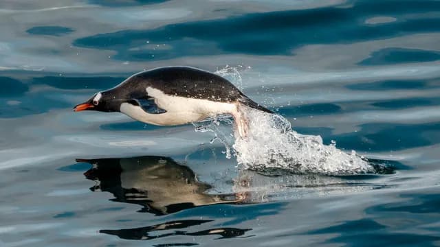  Antarctica & South Georgia: Kingdoms of Ice and Wildlife