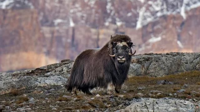 Arctic Island Odyssey—Svalbard, Greenland and Iceland