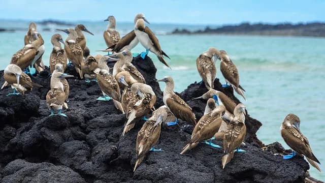 Galápagos Islands – Iconic Wildlife & Sublime Scenery Plus Machu Picchu