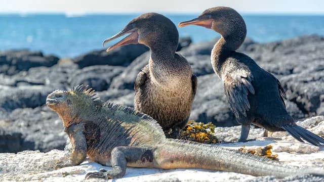 Galápagos Islands – Iconic Wildlife & Sublime Scenery (Western Route)