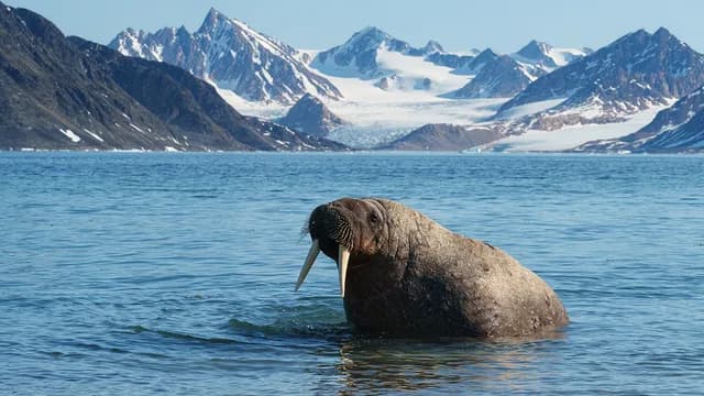 Circumnavigating Spitsbergen – In the Realm of the Polar Bear  