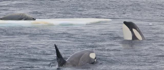 The Wildlife of the Valdes Peninsula