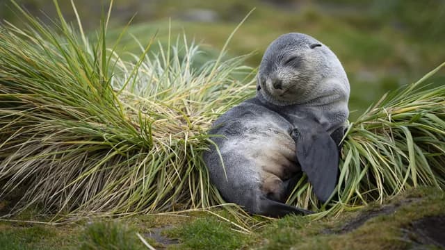 In-Depth Antarctica, Falklands & South Georgia