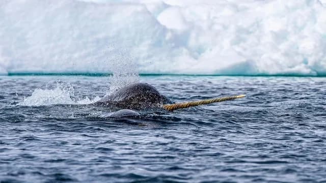 Greenland, Labrador and Newfoundland – Encounters at the Edge (2027)