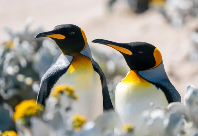 Antarctica & Falklands Expedition Cruise