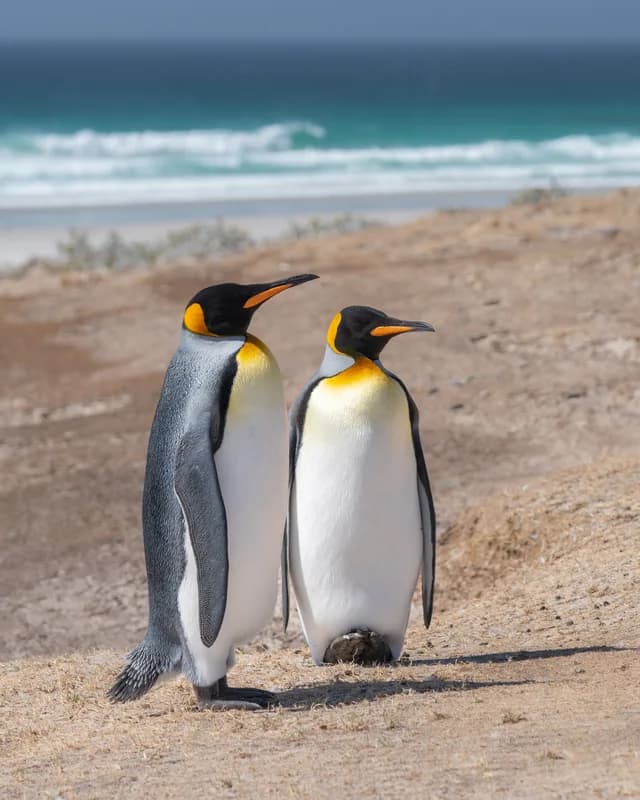 Antarctica & Falklands Expedition Cruise