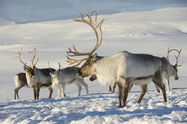 What wildlife can you see in Norway?