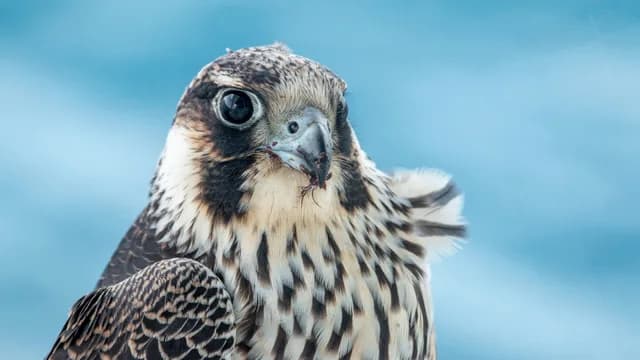 Wildlife in Greenland