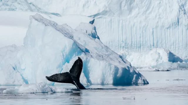 Antarctic Circle Expedition Cruise