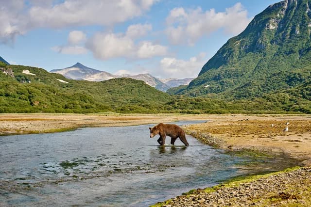 Voyage Name Aleutians to Katmai: Wild Alaska Revealed (Southbound) 