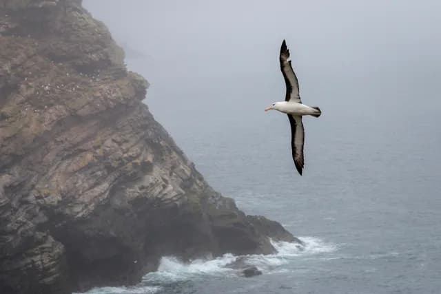 South Georgia & Falklands