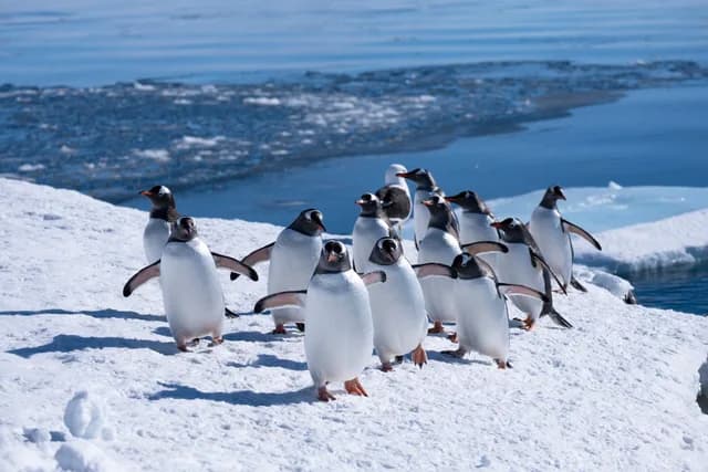 Wildlife in Antarctica
