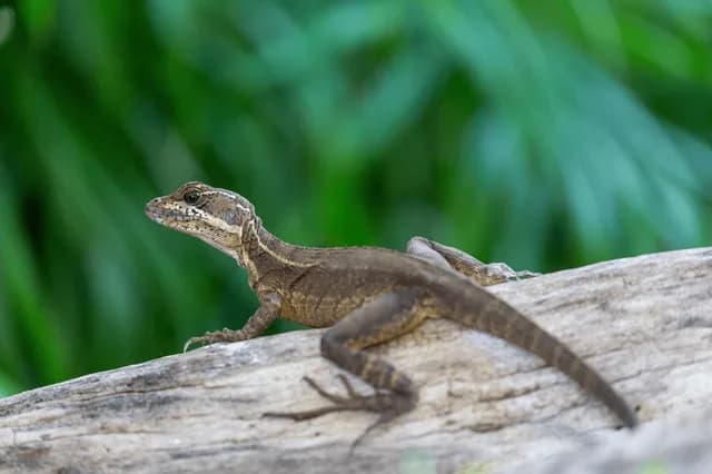 Panama and Costa Rica’s Pacific Coast: A Central America Odyssey