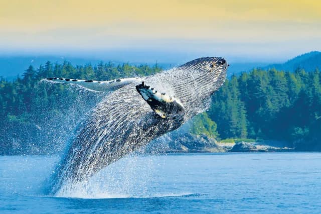 Treasures of the Inside Passage
