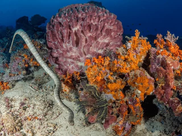 Indonesia’s Spice Islands and Raja Ampat Aboard Aqua Blu