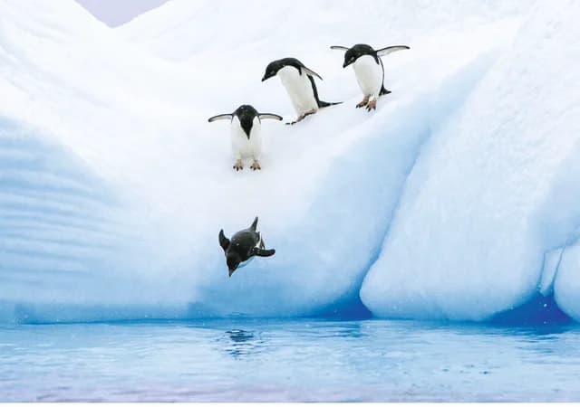 Antarctica Direct: Sail and Fly the Drake Passage