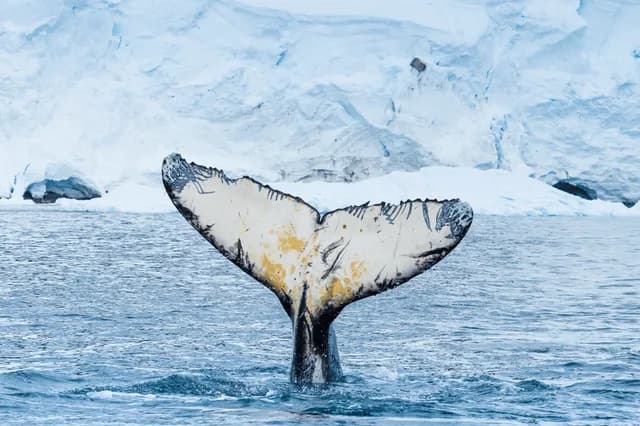 Antarctica Direct: Sail and Fly the Drake Passage