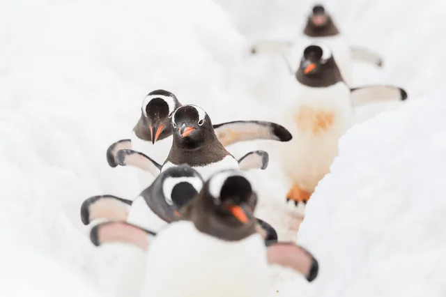 Voyage to Antarctica