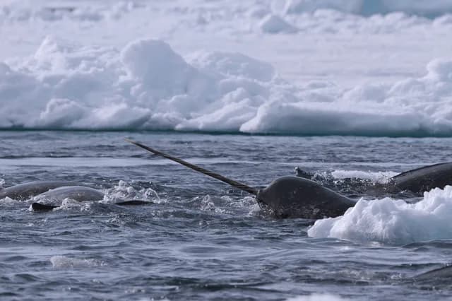 Northwest Passage: Greenland to Alaska