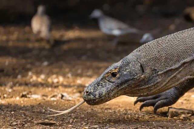 Indonesia’s Coral Gardens and Komodo Dragons Aboard Aqua Blu
