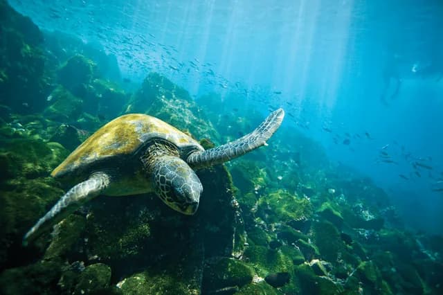 Galápagos Escape