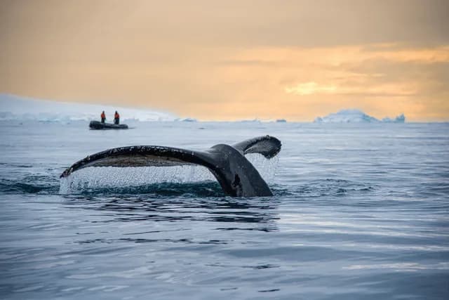 Quest for the Antarctic Circle