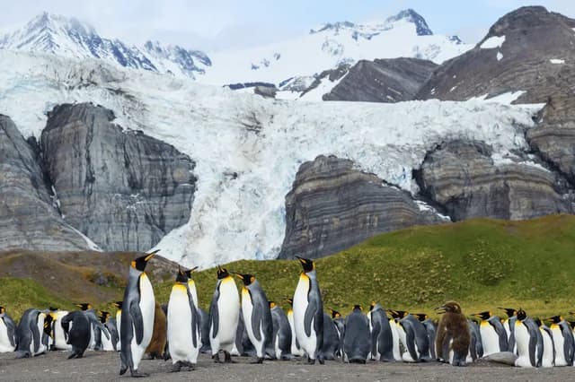 Patagonia, Falklands, South Georgia and Antarctica Odyssey