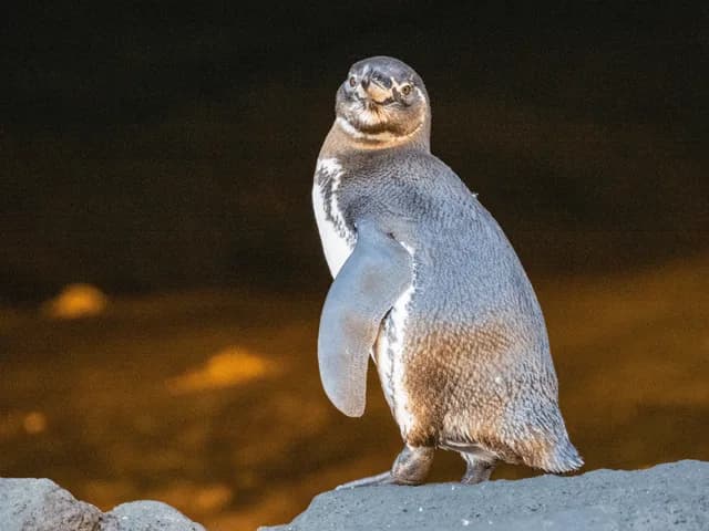 Galápagos Escape