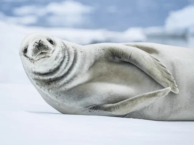 Antarctica Direct: Fly the Drake Passage