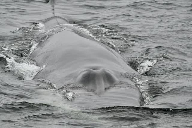 Arctic Ocean - Spitsbergen: Jan Mayen, Ice Edge & Birding - Summer Solstice