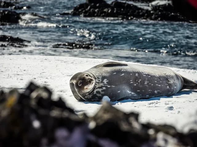 Antarctica - Basecamp - free camping, kayaking, snowshoe/hiking, mountaineering, photo workshop