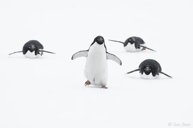 Weddell Sea - Basecamp