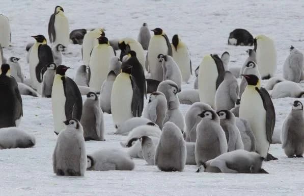 Weddell Sea – In search of the Emperor Penguin, incl. helicopters