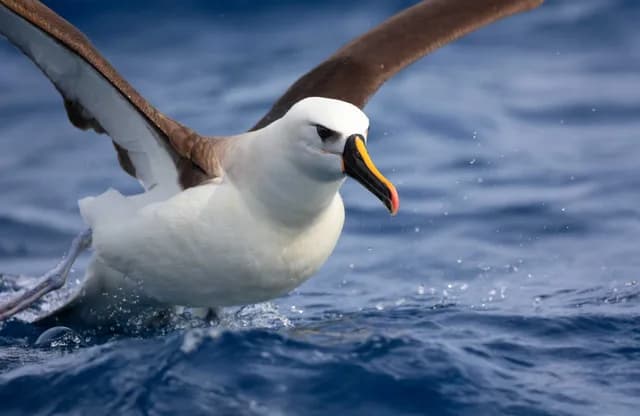 Atlantic Odyssey incl. Antarctic Peninsula to St. Helena