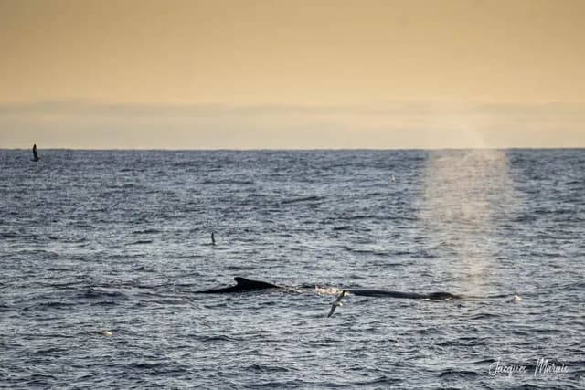 East Greenland, Scoresby Sund - Iceland , Aurora Borealis, Fly & Sail