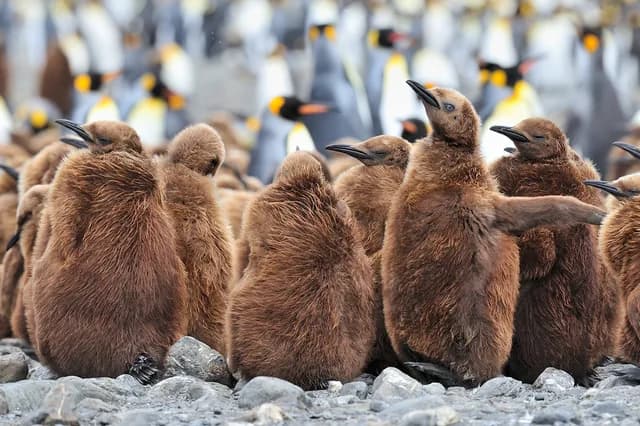 Falkland Islands - South Georgia - Antarctic Peninsula