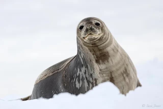 Basecamp - Weddell Sea