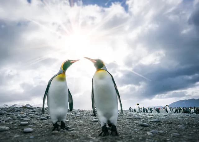 Falkland Islands - South Georgia - Antarctic Peninsula