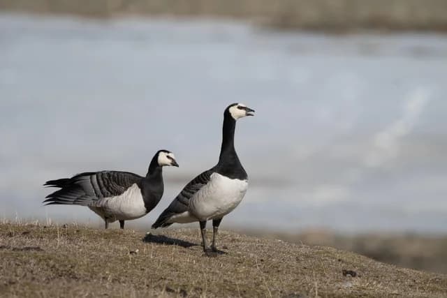 Arctic Ocean - Fair Isle, Jan Mayen, Ice Edge, Spitsbergen, Birding Special