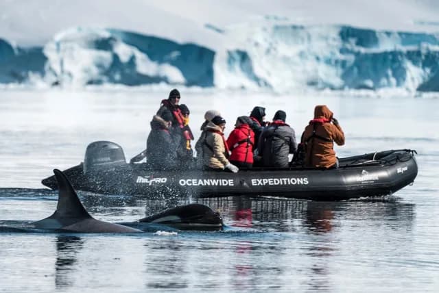 Antarctica - Whale Watching