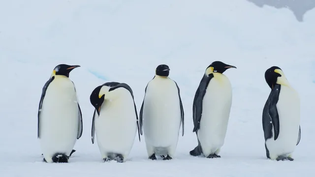 Remote Weddell Sea Explorer - incl. helicopters