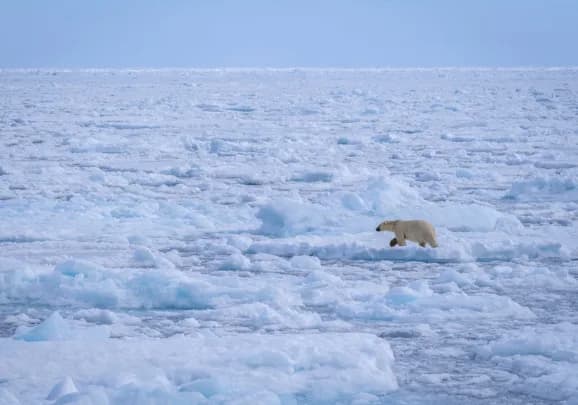 In the Realm of the Polar Bear