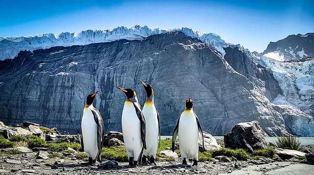 Falkland Islands, South Georgia & Antarctica
