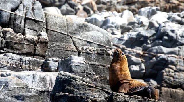 Chile & Peru: Voyage Through the Humboldt Current