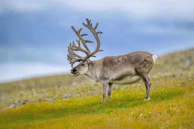 Svalbard Express