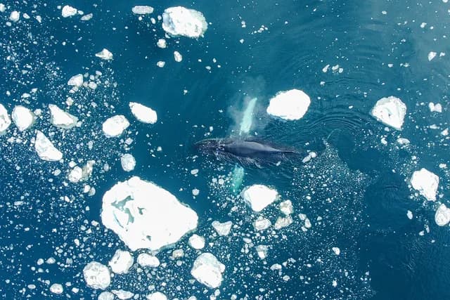 Complete Antarctica: Fly In, Sail Out