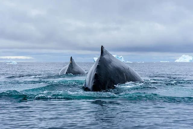 Best of Antarctica's Whale Season