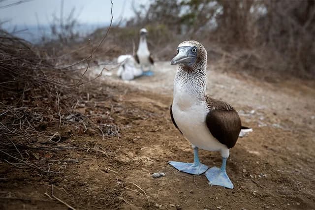 Chile & Peru: Voyage Through the Humboldt Current