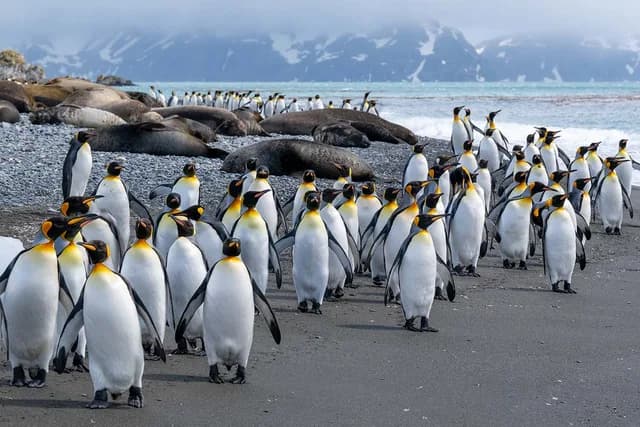 Extended Falklands, South Georgia & Antarctic Circle